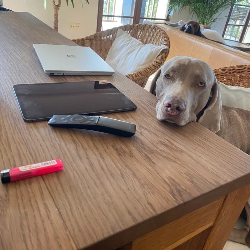 Hund 1 von StudioMeyer auf Mallorca