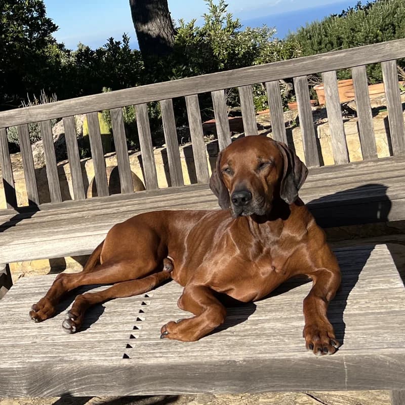 Hund 2 von StudioMeyer auf Mallorca