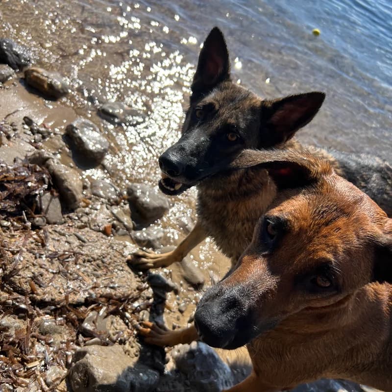 Hund 3 von StudioMeyer auf Mallorca